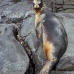 lion_sea_galapagos_spz_v_0070_ecu1767.jpg